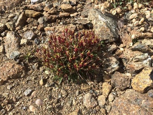 Dianthus glacialis, photograph 5