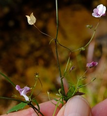 Nemesia brevicalcarata