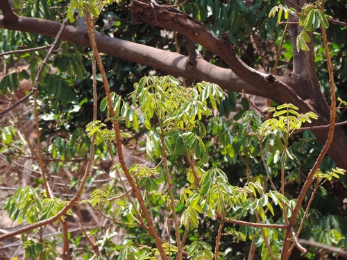 Trichilia emetica subsp. emetica image