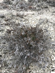 Asperula tephrocarpa