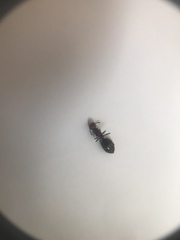 Crematogaster scutellaris