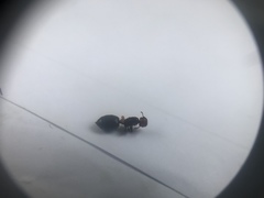 Crematogaster scutellaris