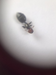 Crematogaster scutellaris