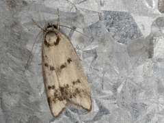 Compsotropha selenias