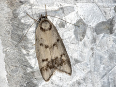 Compsotropha selenias
