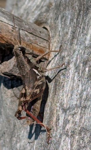 Mount Hood Short-wing Grasshopper photo 4