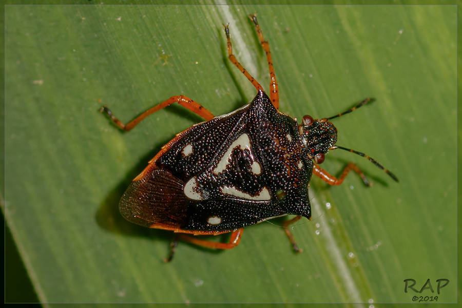 Mormidea v-luteum