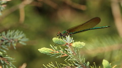 Calopteryx amata