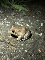 Limnodynastes dumerilii dumerilii
