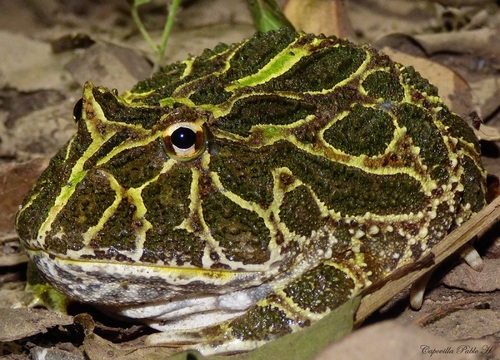 Cranwell's Horned Frog