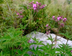 Pelargonium hispidum