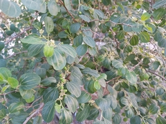 Ziziphus