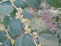 Ziziphus