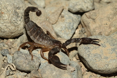 Nebo omanensis