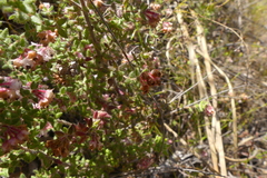 Erica grata