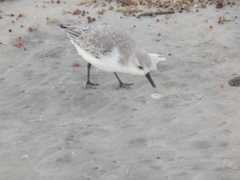 Calidris alba