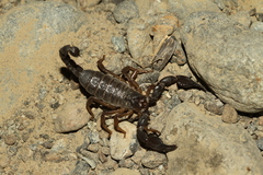 Nebo omanensis