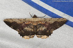 Ruttellerona pallicostaria