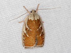 Euchaetis rhizobola