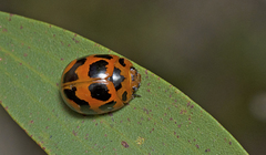 Paropsisterna octomaculata