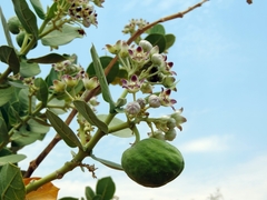 Calotropis procera image