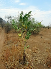 Calotropis procera image