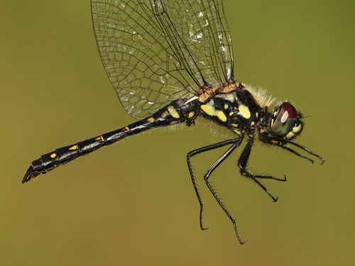 Black Meadowhawk