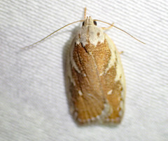 Euchaetis rhizobola