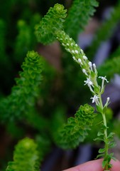 Microdon parviflorus