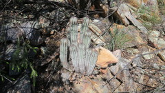 Euphorbia polygona