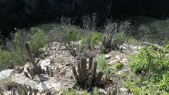 Euphorbia polygona