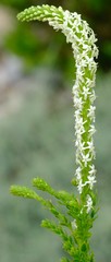 Microdon parviflorus