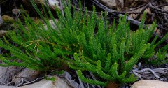 Microdon parviflorus