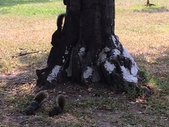 Callosciurus erythraeus