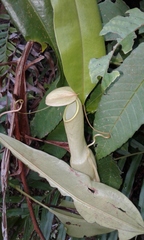 Nepenthes distillatoria