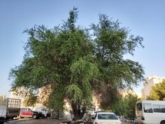 Ziziphus