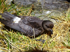 Hydrobates pelagicus
