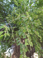 Ziziphus