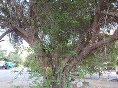 Ziziphus