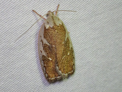 Euchaetis rhizobola