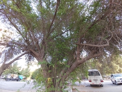 Ziziphus