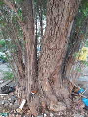 Ziziphus
