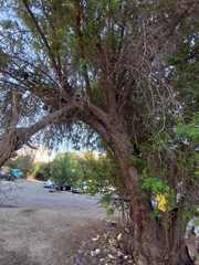 Ziziphus
