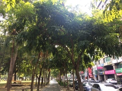 Cassia fistula