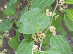 Ziziphus