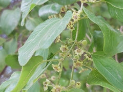 Ziziphus