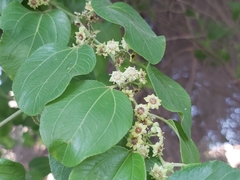 Ziziphus