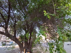 Ziziphus