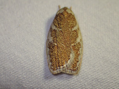 Euchaetis rhizobola