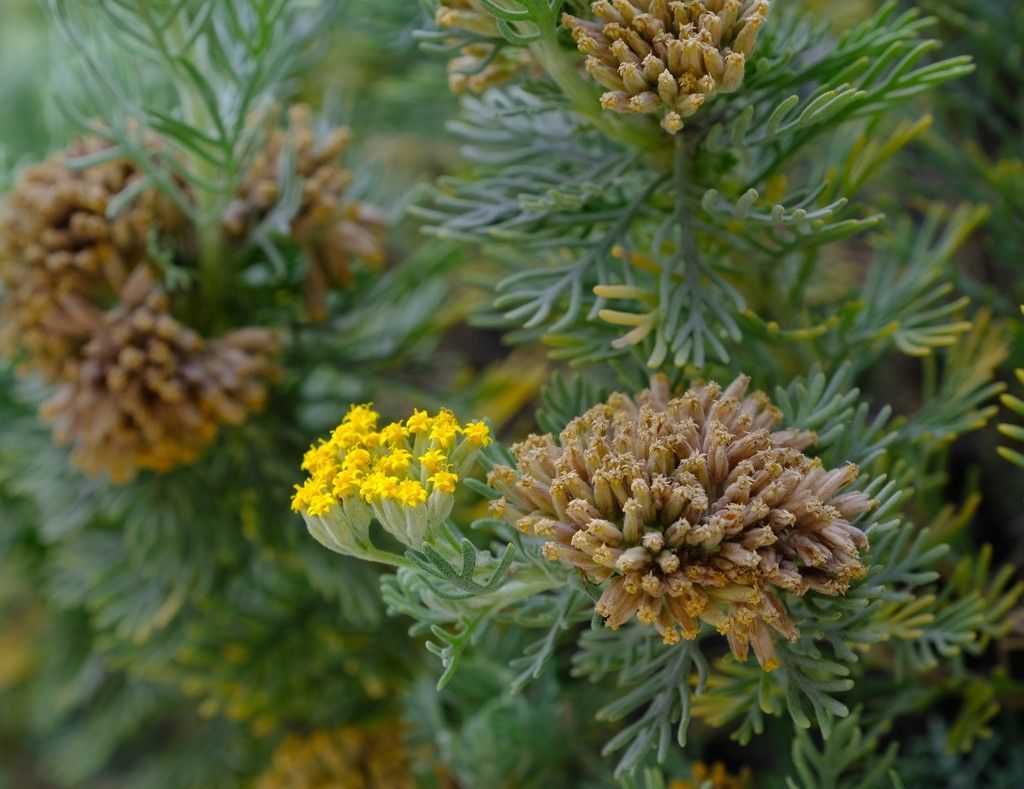 Cockscomb Coulterbush